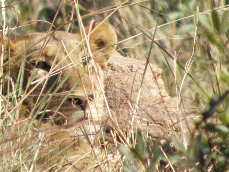 Doringpoort Safari Lodge image