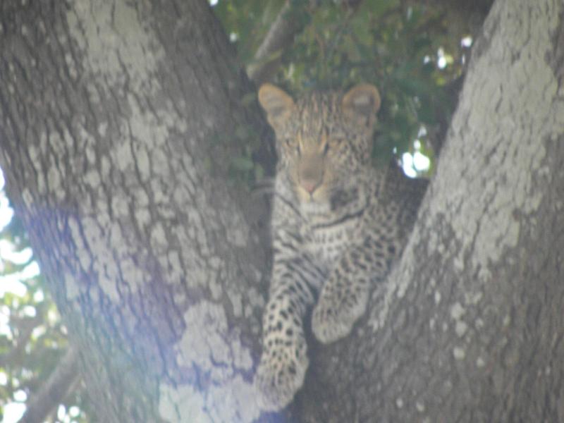 Doringpoort Safari Lodge image