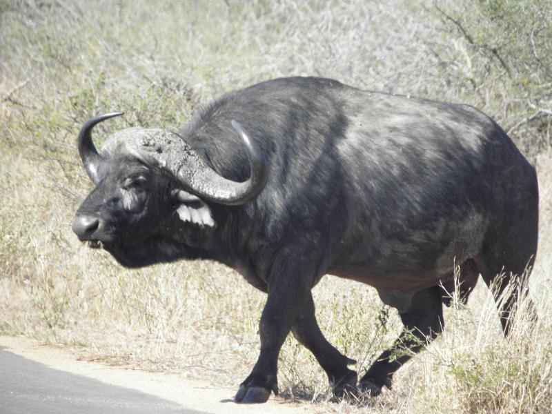 Doringpoort Safari Lodge image