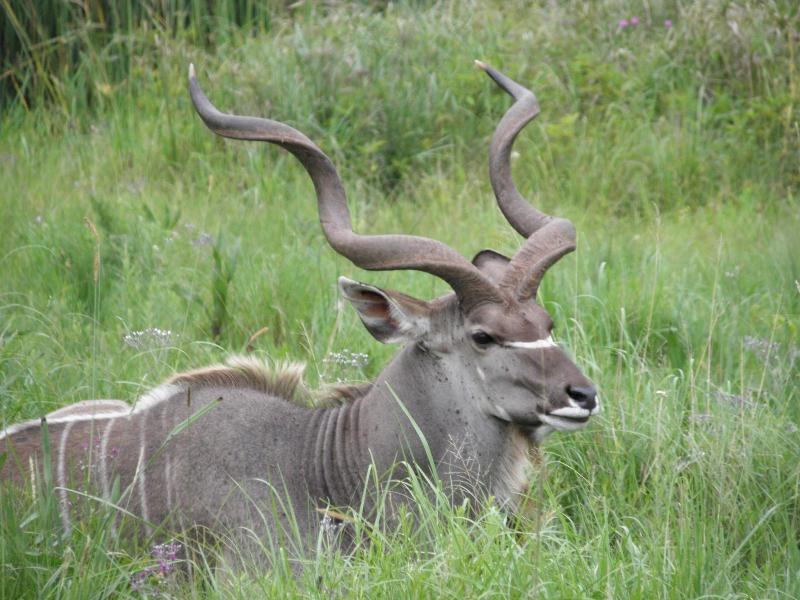 Doringpoort Safari Lodge image