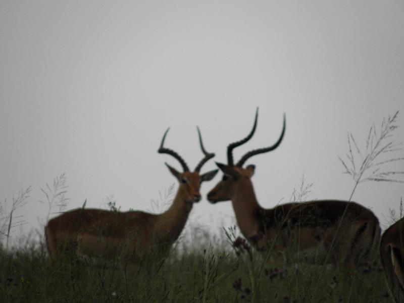 Doringpoort Safari Lodge image