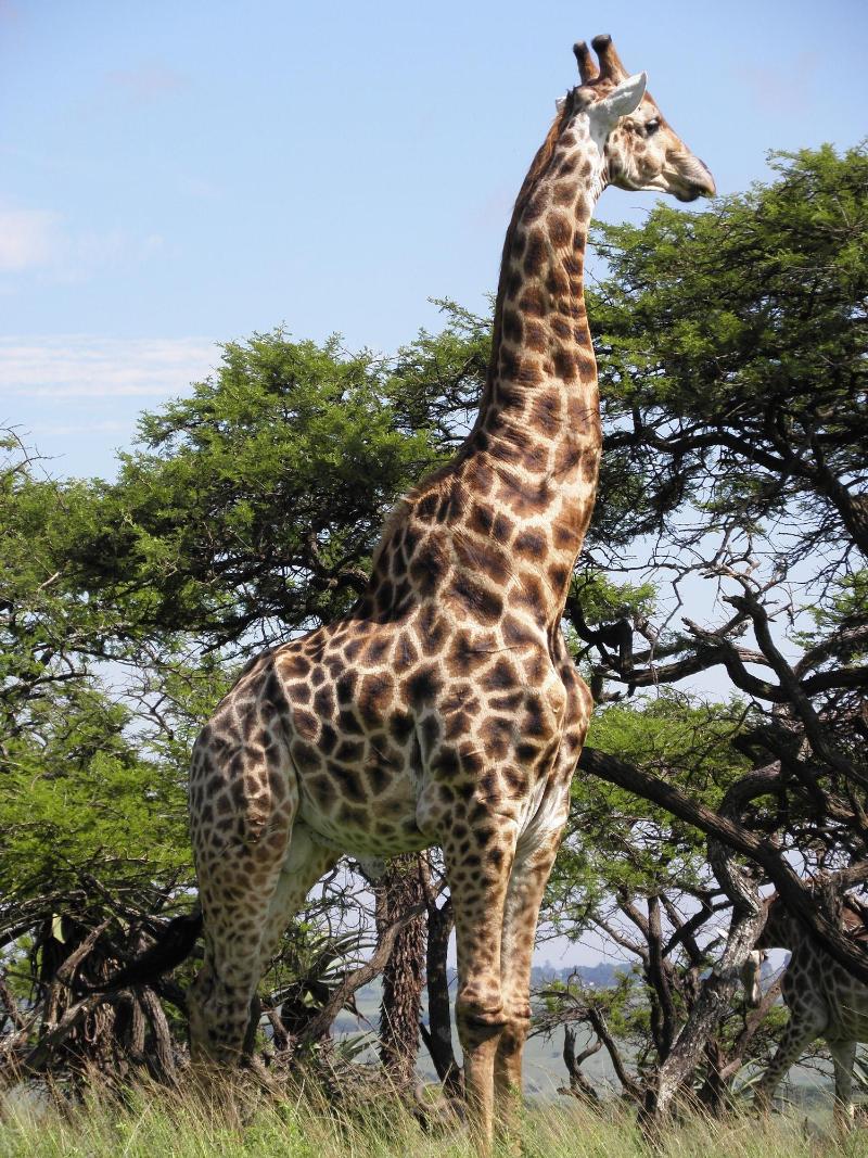 Doringpoort Safari Lodge image