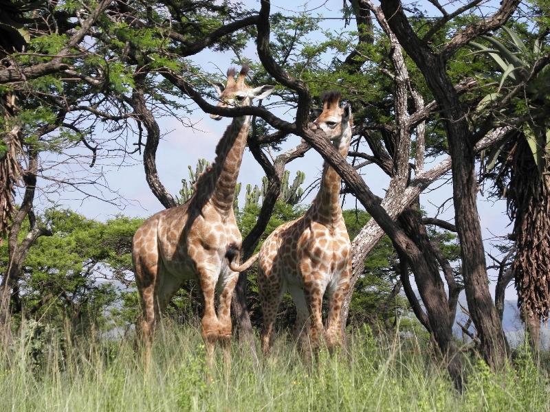 Doringpoort Safari Lodge image