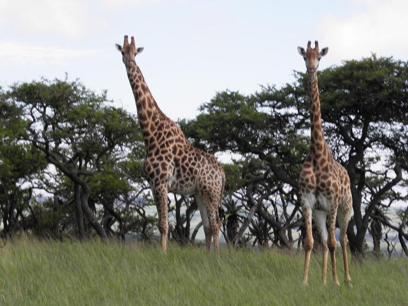 Doringpoort Safari Lodge image
