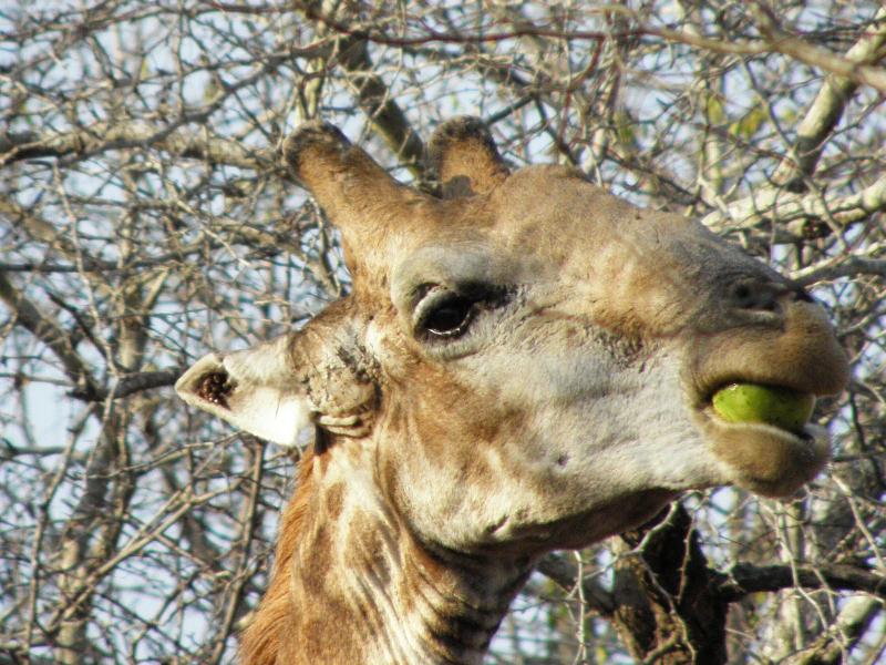 Doringpoort Safari Lodge image