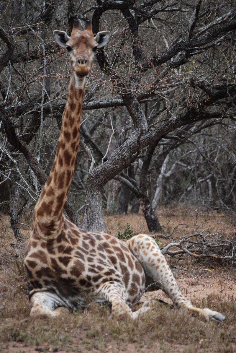 Doringpoort Safari Lodge image
