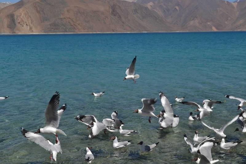 Pangong Heritage Resort