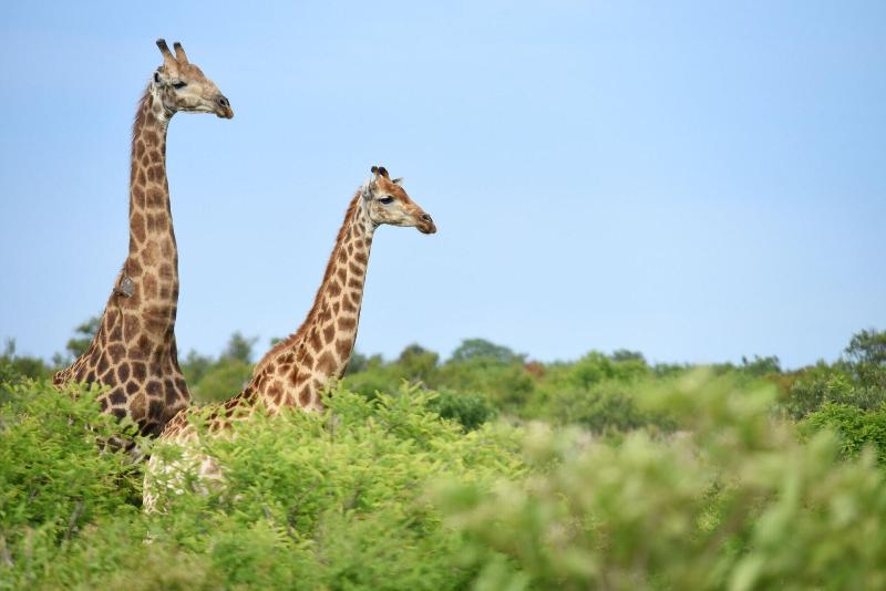 Mziki Safari Lodge image