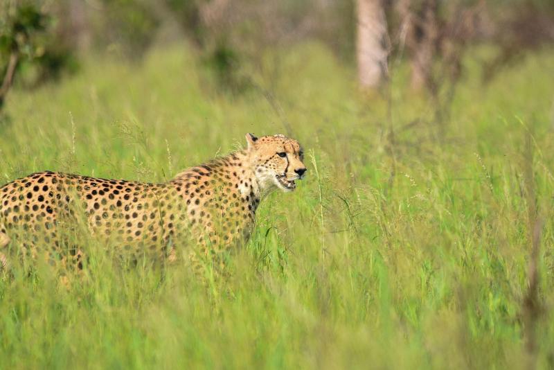 Mziki Safari Lodge image