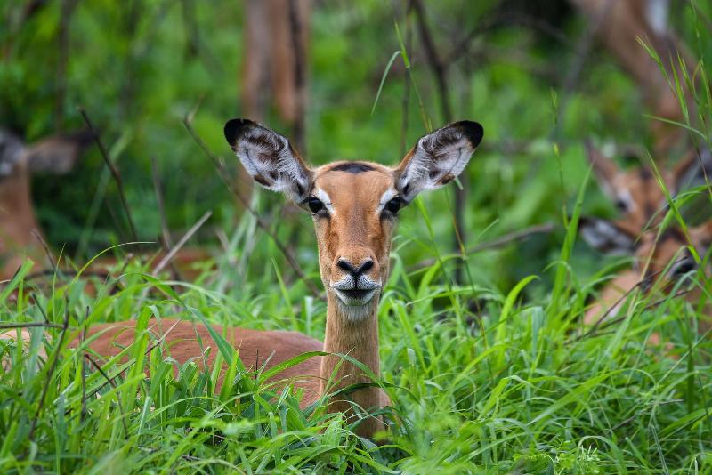 Mziki Safari Lodge image