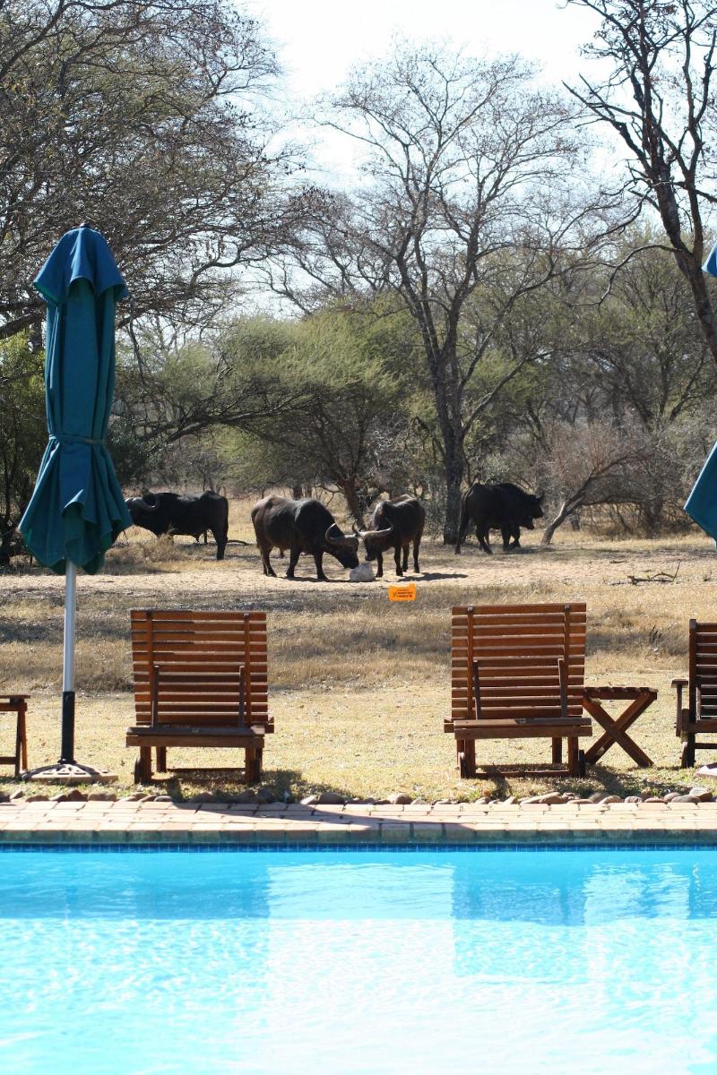 Mziki Safari Lodge image