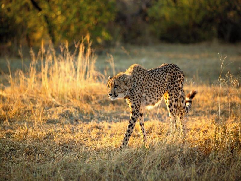 Mziki Safari Lodge image