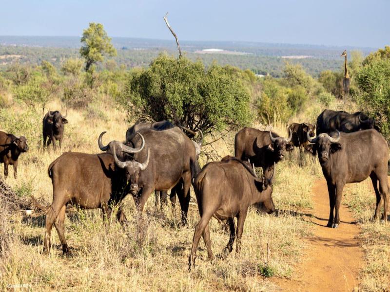 Mziki Safari Lodge image