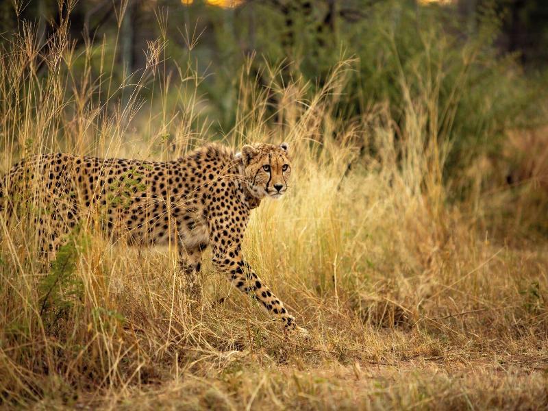 Mziki Safari Lodge image