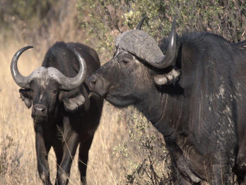 Mziki Safari Lodge image