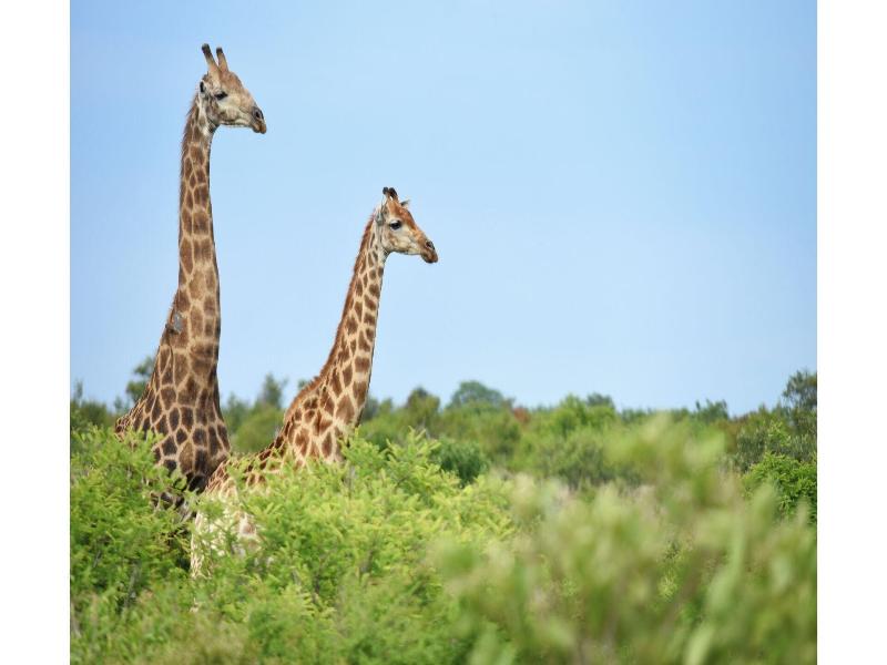 Mziki Safari Lodge image