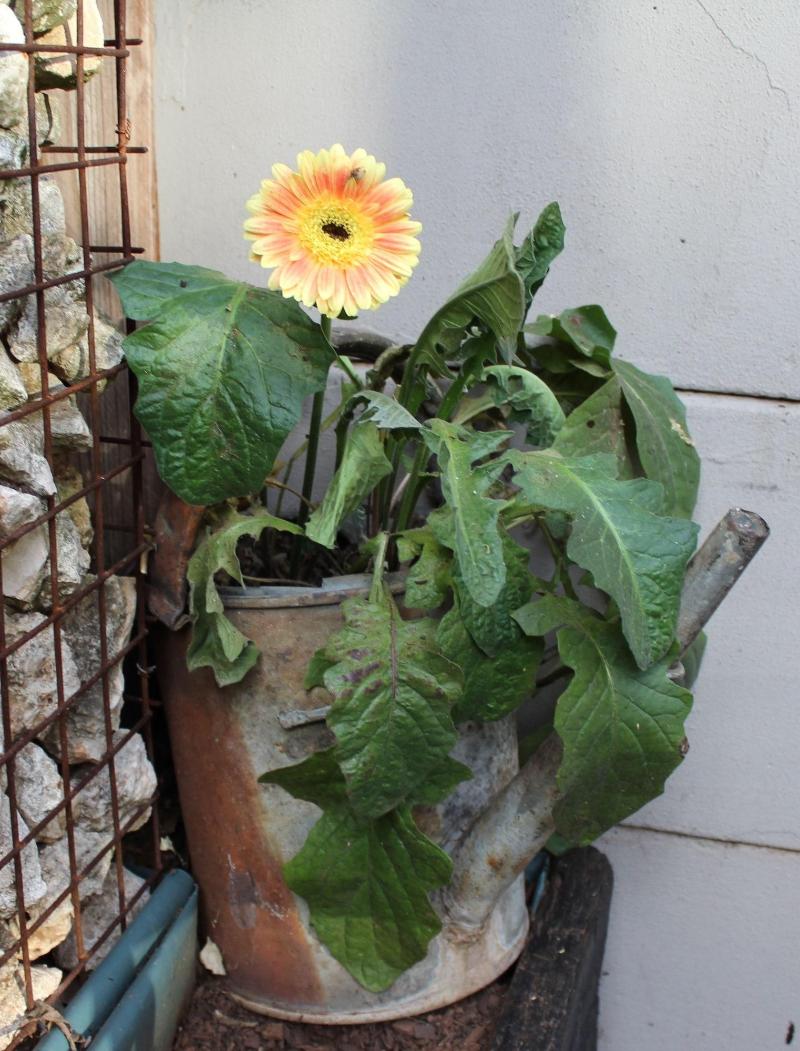 Cottonwood Guesthouse image