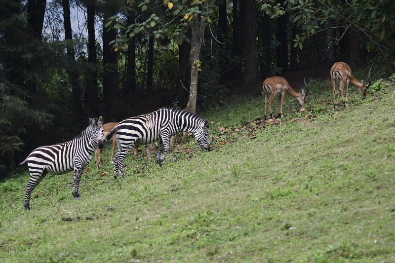 Lake Bunyonyi Eco Resort image