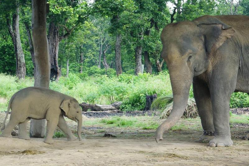 Baghmara Wildlife Resort image