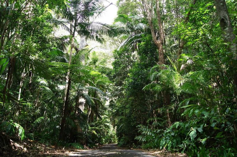 Songbirds Rainforest Retreat image