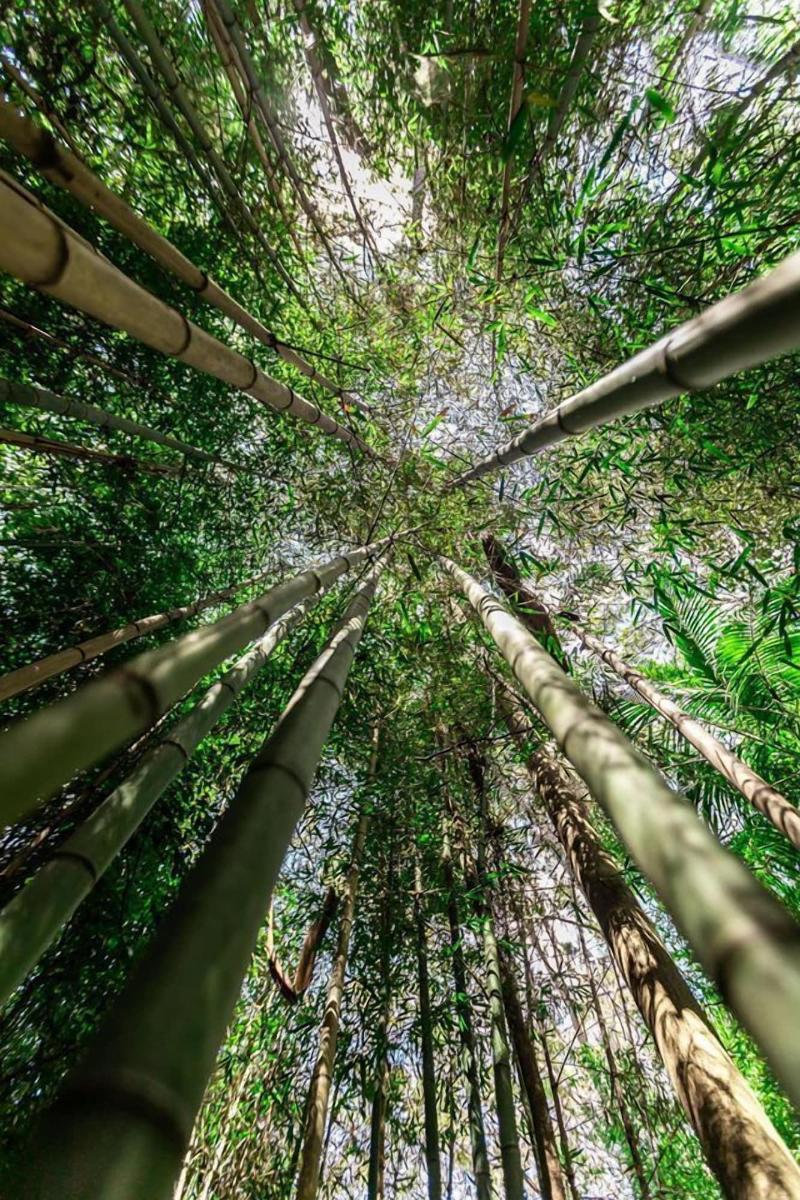 Songbirds Rainforest Retreat image