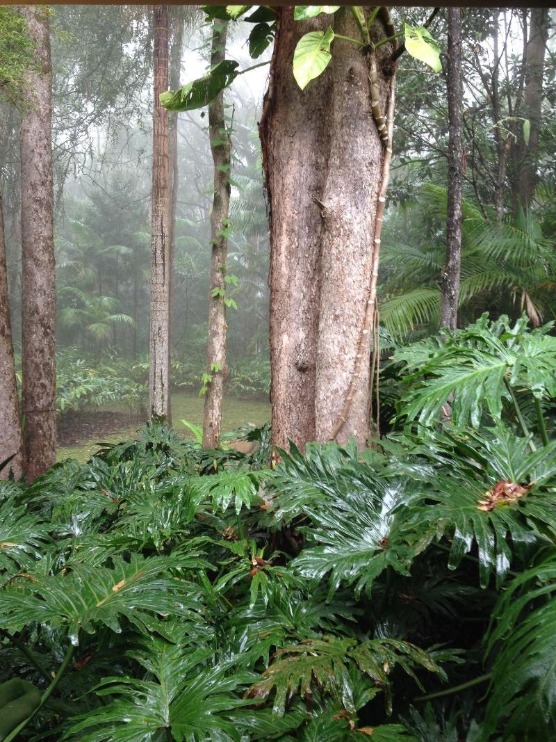 Songbirds Rainforest Retreat image