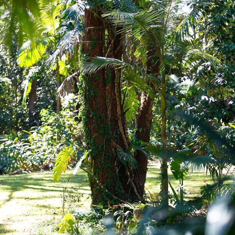 Songbirds Rainforest Retreat image