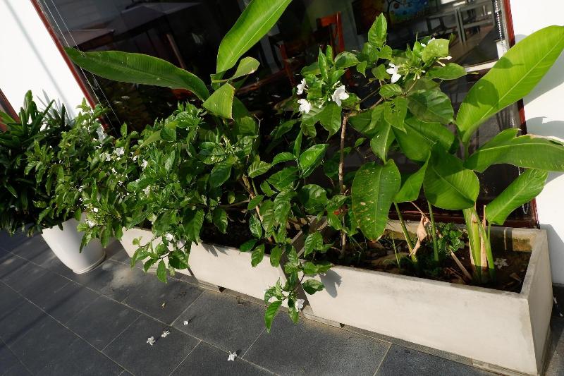 Hoi An Lotus Aroma Villa image