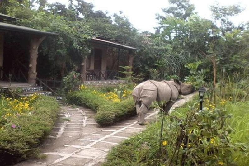 Chitwan Gaida Lodge image