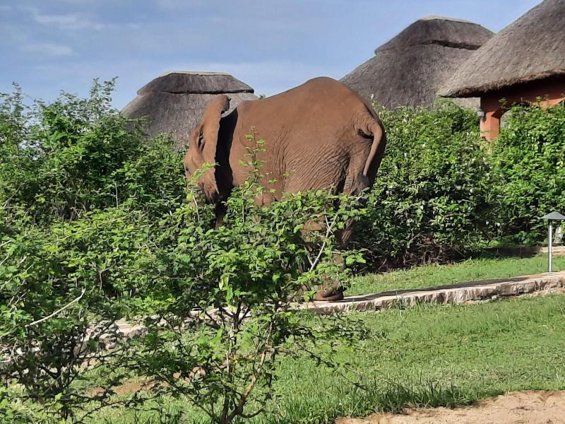 Buffalo Safari Lodge image