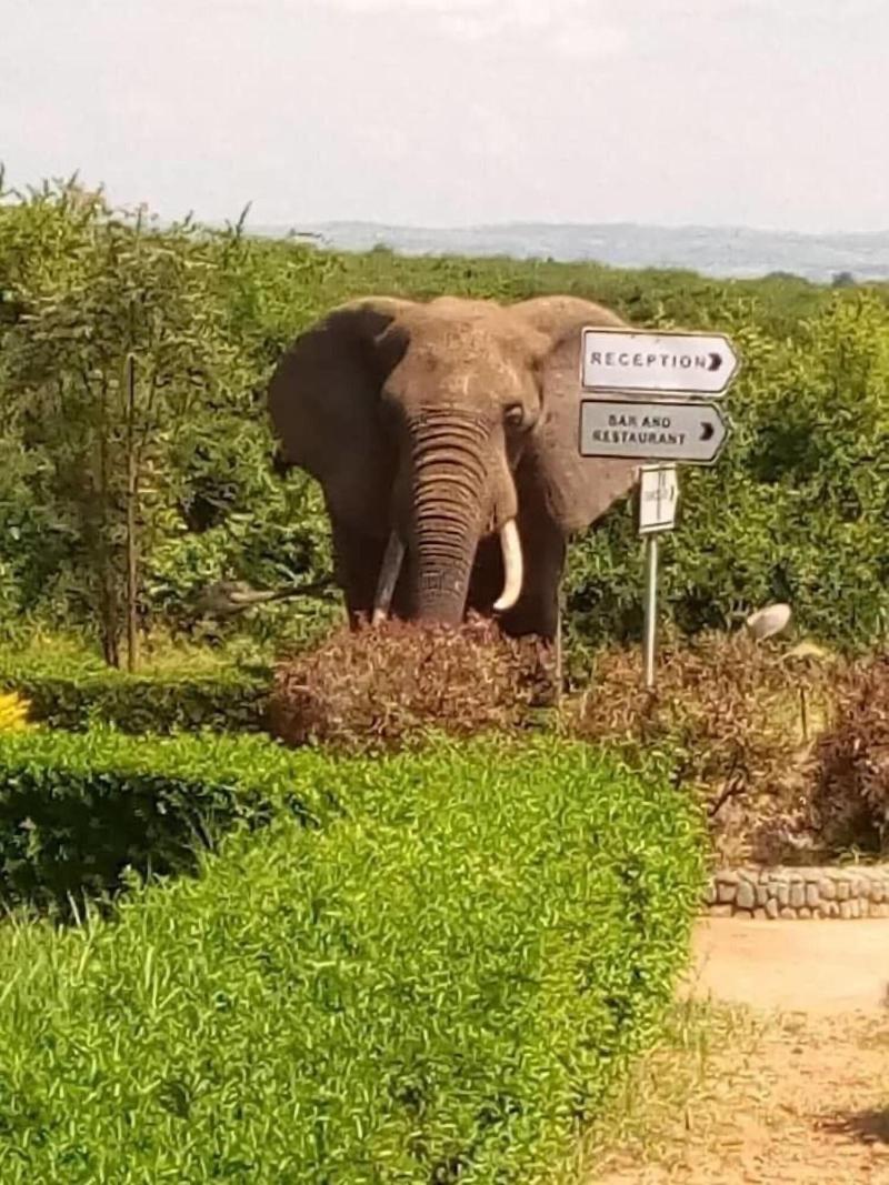 Buffalo Safari Lodge image