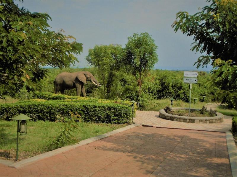 Buffalo Safari Lodge image