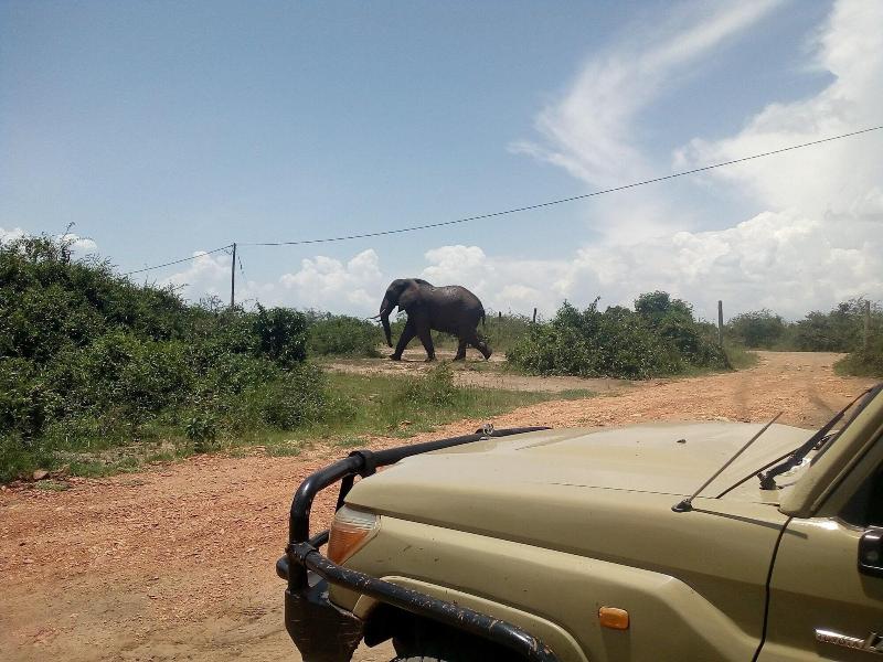 Buffalo Safari Lodge image