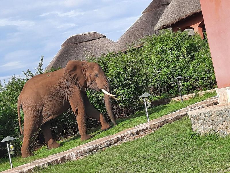 Buffalo Safari Lodge image