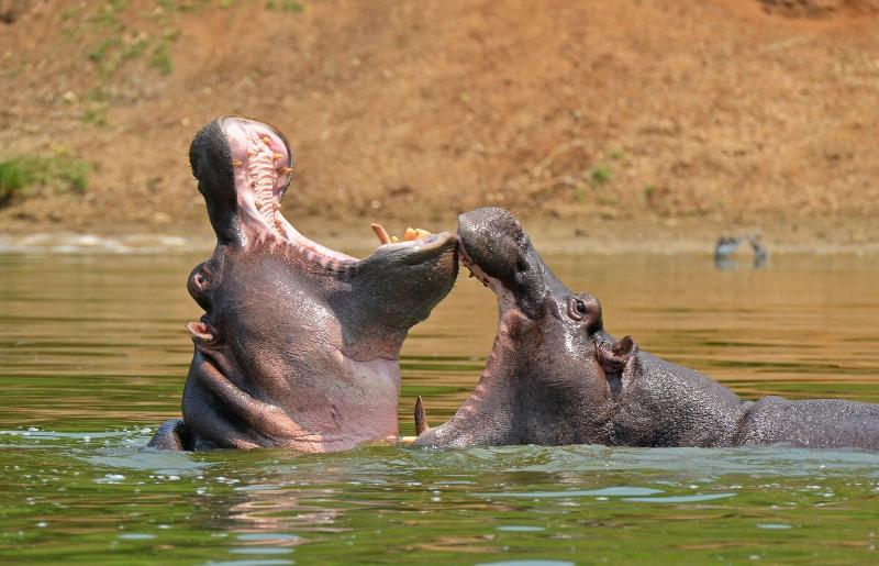 Buffalo Safari Lodge image