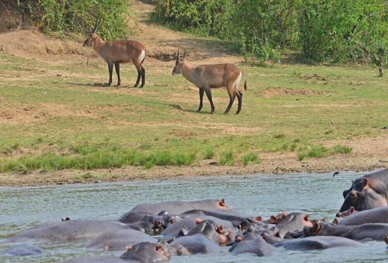 Buffalo Safari Lodge image