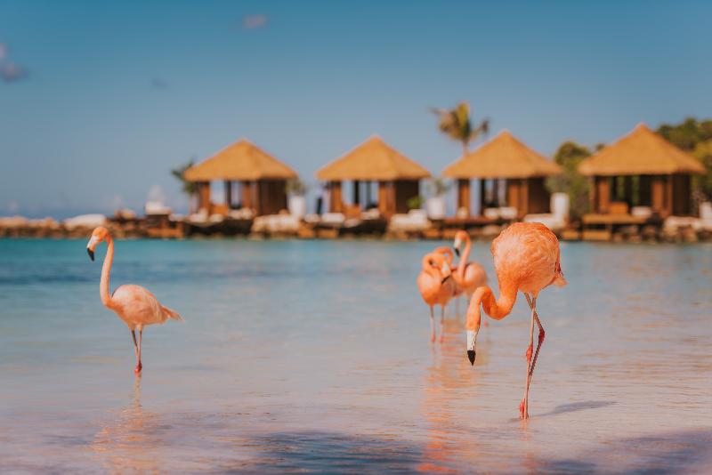 Renaissance Wind Creek Aruba Resort Aruba - Vacationstore.net