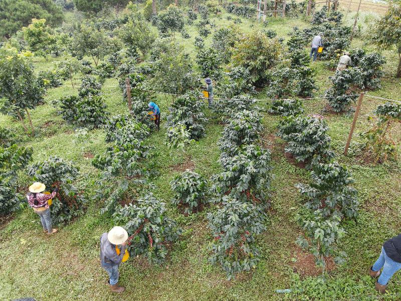 Pida Coffee Farm Lodge image