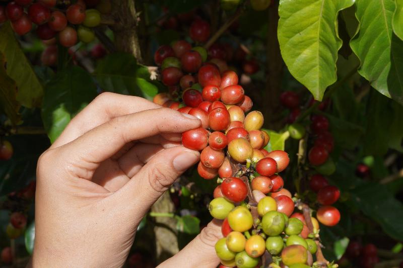 Pida Coffee Farm Lodge image