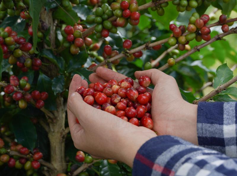 Pida Coffee Farm Lodge image