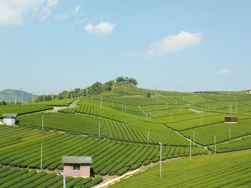 Greenpia Yame image