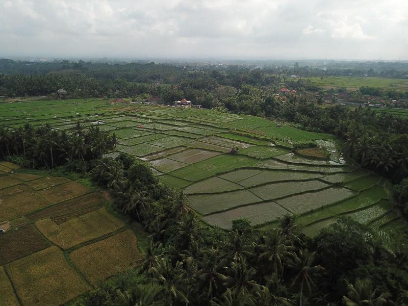 Asri Sari Resort Ubud image