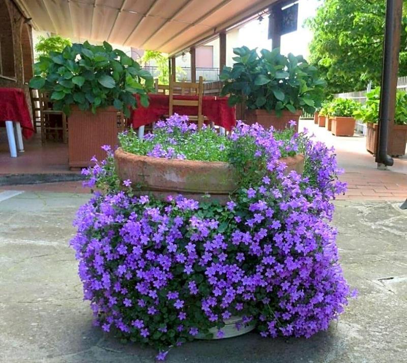 Albergo Di Murlo image