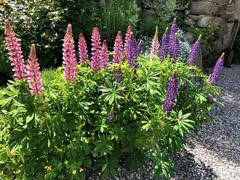Cal Xandera image