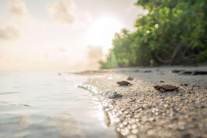 Waldorf Astoria Seychelles Platte Island image