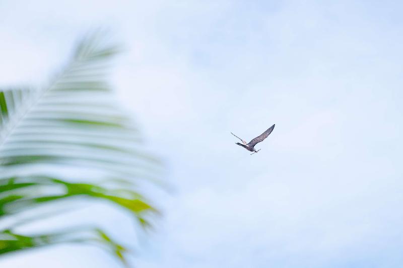 Waldorf Astoria Seychelles Platte Island image
