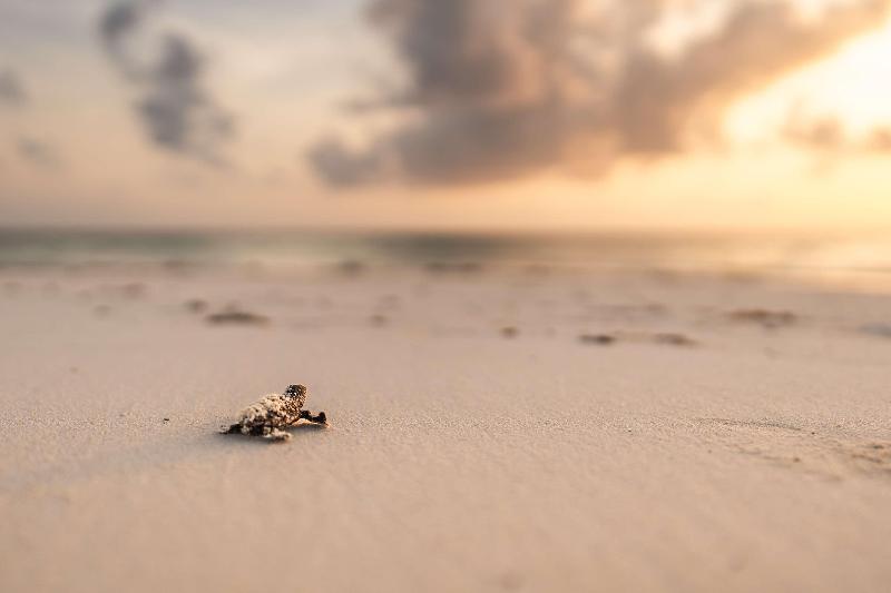 Waldorf Astoria Seychelles Platte Island image