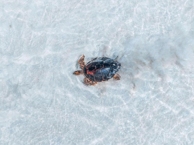 Waldorf Astoria Seychelles Platte Island image