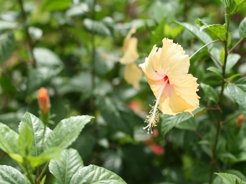 Ban Kaew Villas image