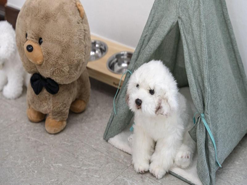 Chuncheon Dogandstay image